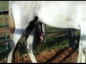 horse borner