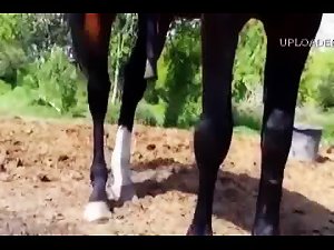 Horny Stallion Masturabate and Cum