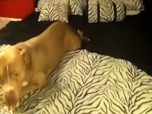Dog asshole - Videos de Zoofilia