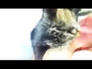 Cat licking sweet pussy