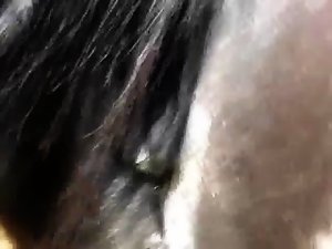 Horse pussy dripping