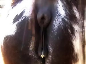 Horse pussy dripping - Adult Script Pro 3