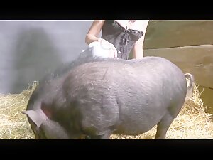 Teaching the pig to fuck