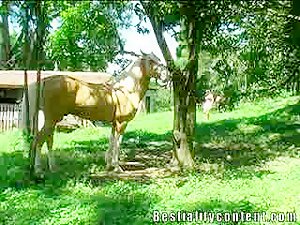 Bestiality Content Horse sex video - Adult Script Pro 3