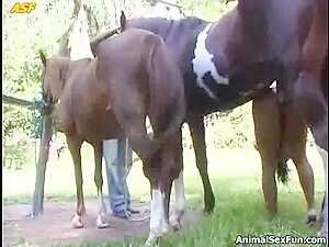 Horse cum over ass
